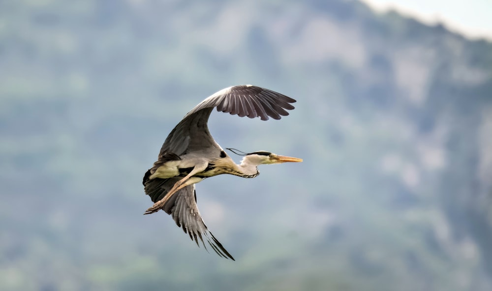 翼を広げて空を飛ぶ鳥