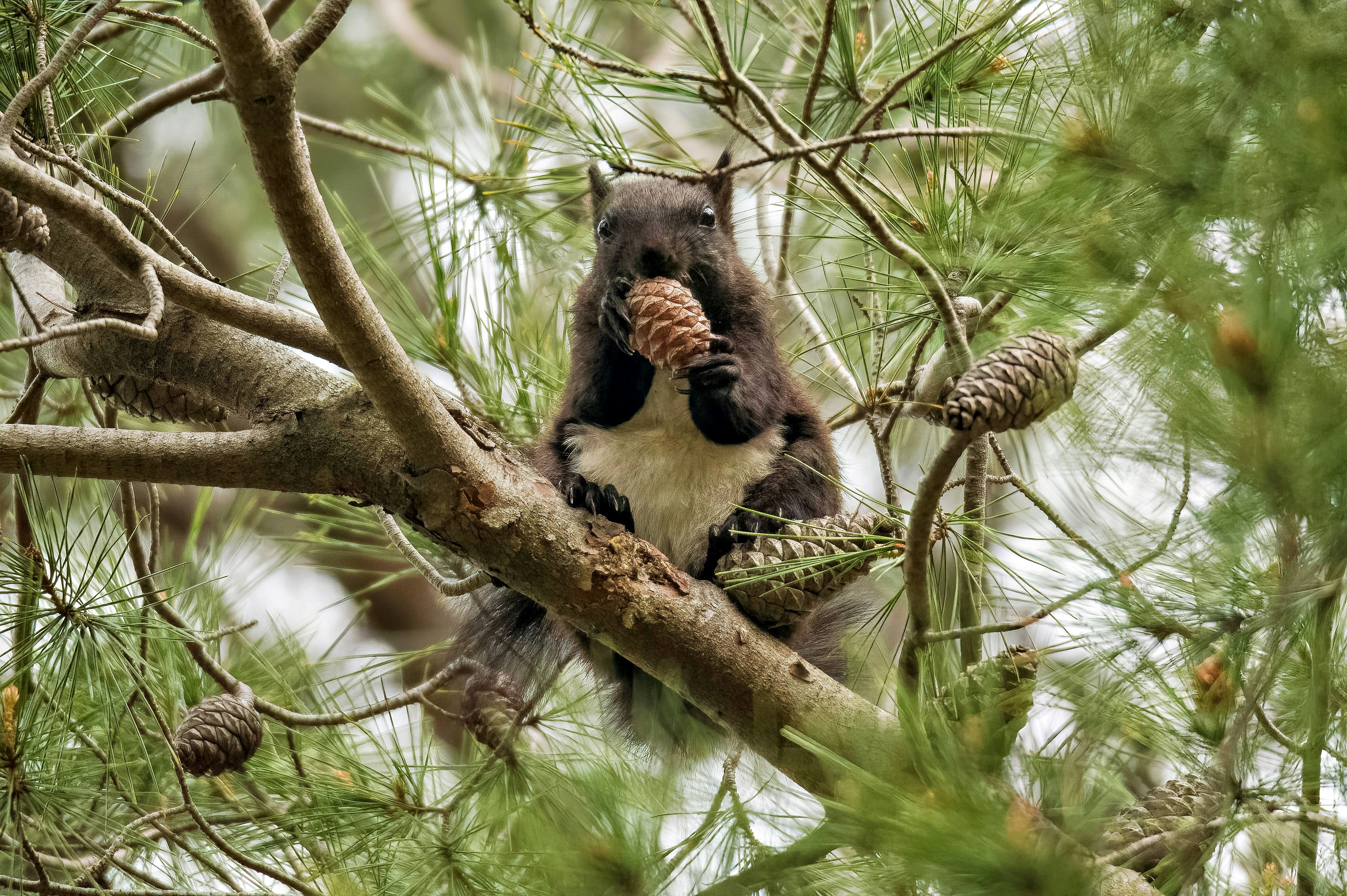 a bear in a tree with a pine cone in its mouth