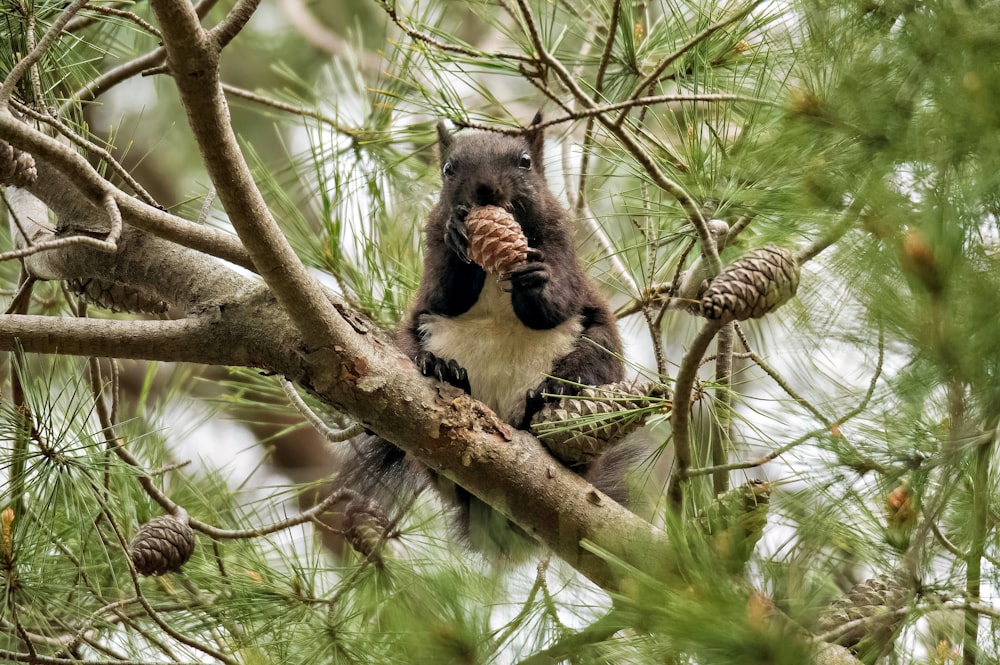 a bear in a tree with a pine cone in its mouth