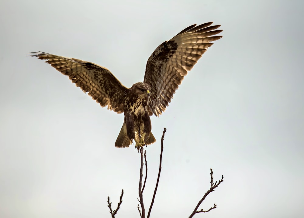 a bird that is sitting on top of a tree