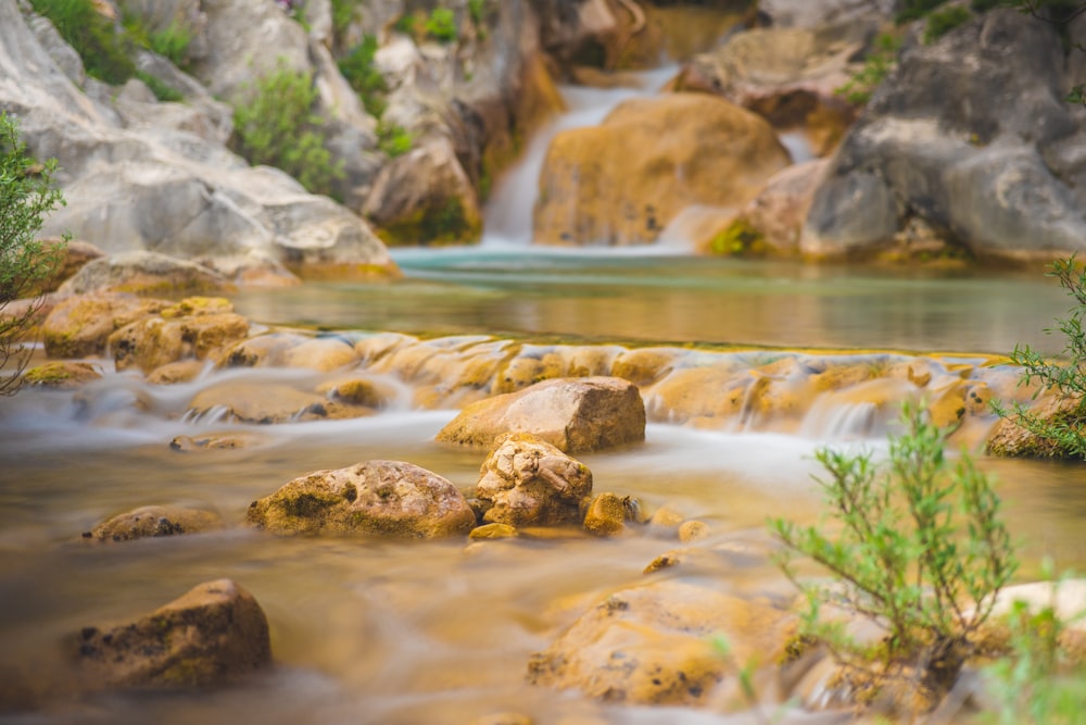 a stream of water running through a lush green forest