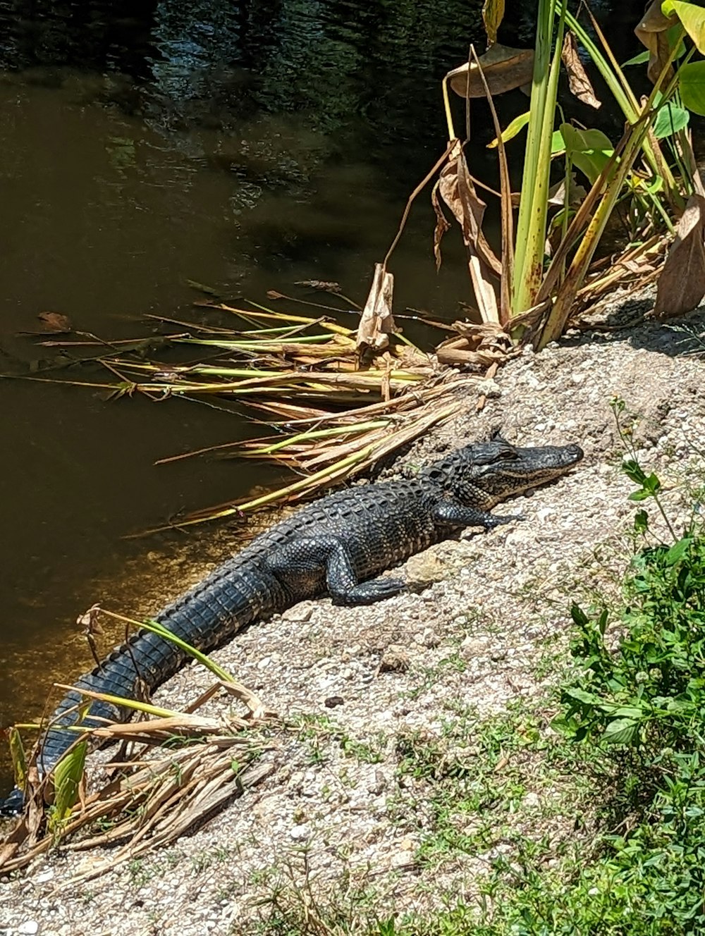 a large alligator laying on the ground next to a body of water