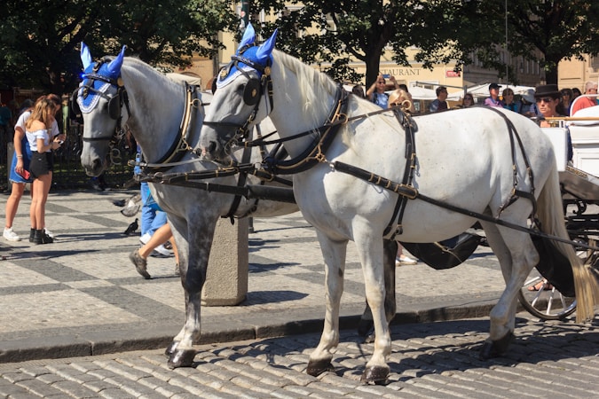 La Pasión por el Caballo en la Yeguada Cambra Royo