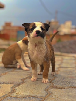 A young puppy with a predominantly brown and white coat stands alert on a paved surface, looking directly at the camera. Another puppy is visible in the background, sitting and slightly turned away. The background is slightly blurred, showing an outdoor setting with some urban structures.