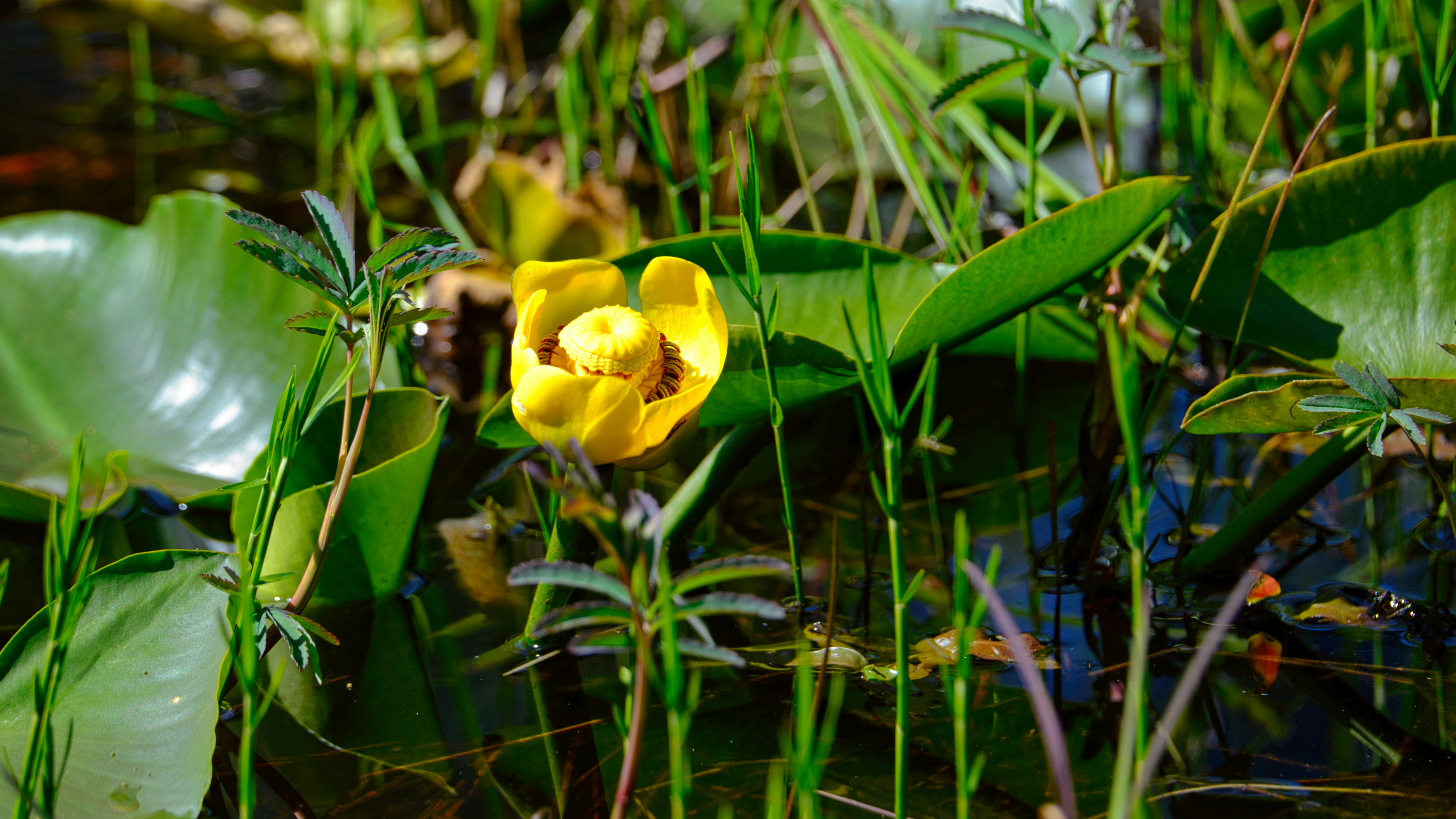 a yellow flower is growing in the water