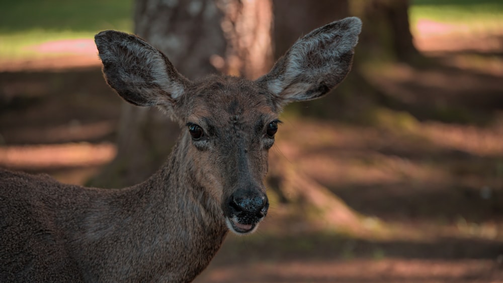 a close up of a deer near a tree