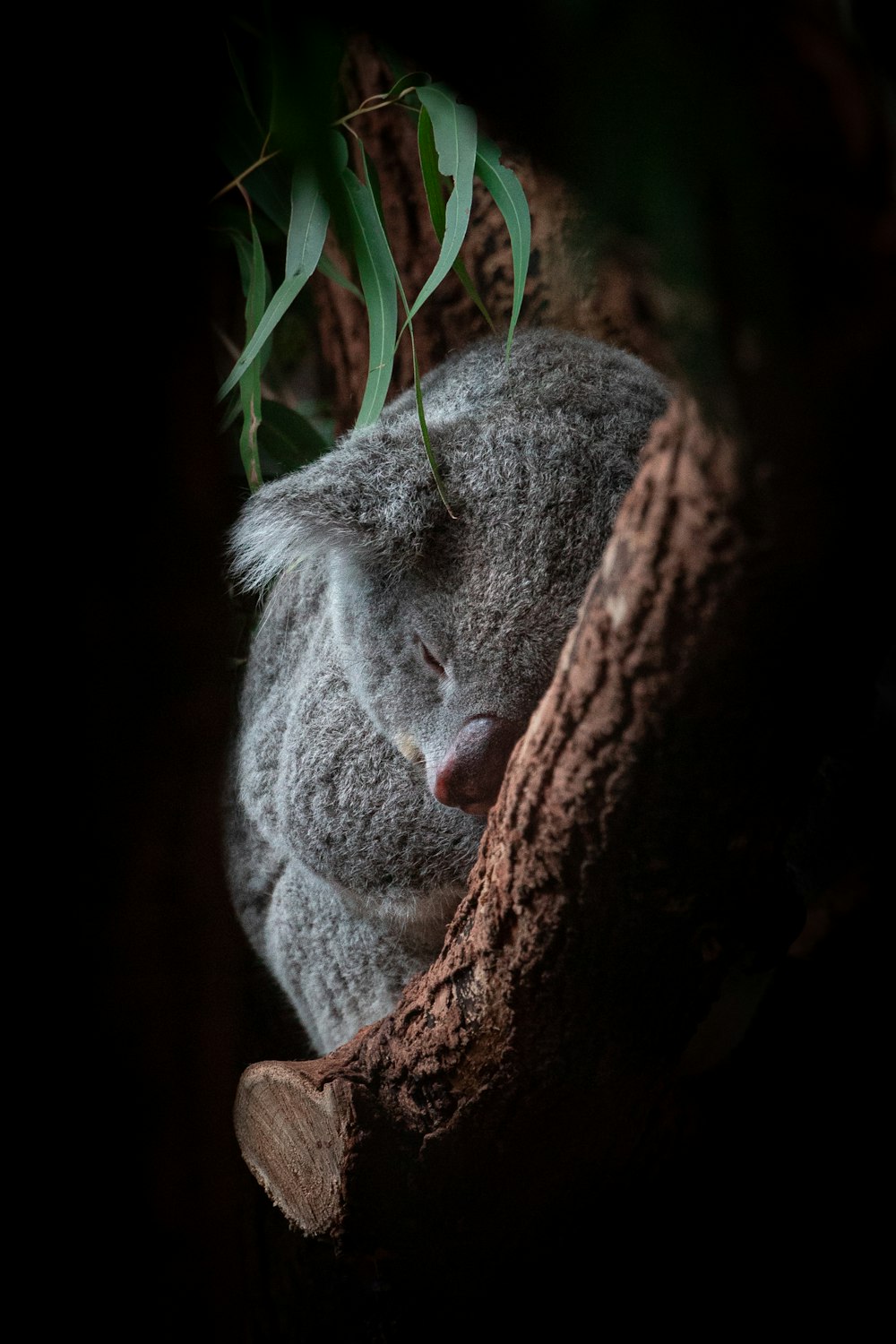 a koala sleeping in a tree in the dark