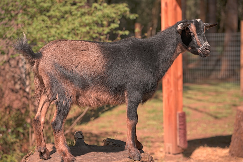 a brown goat standing on top of a rock