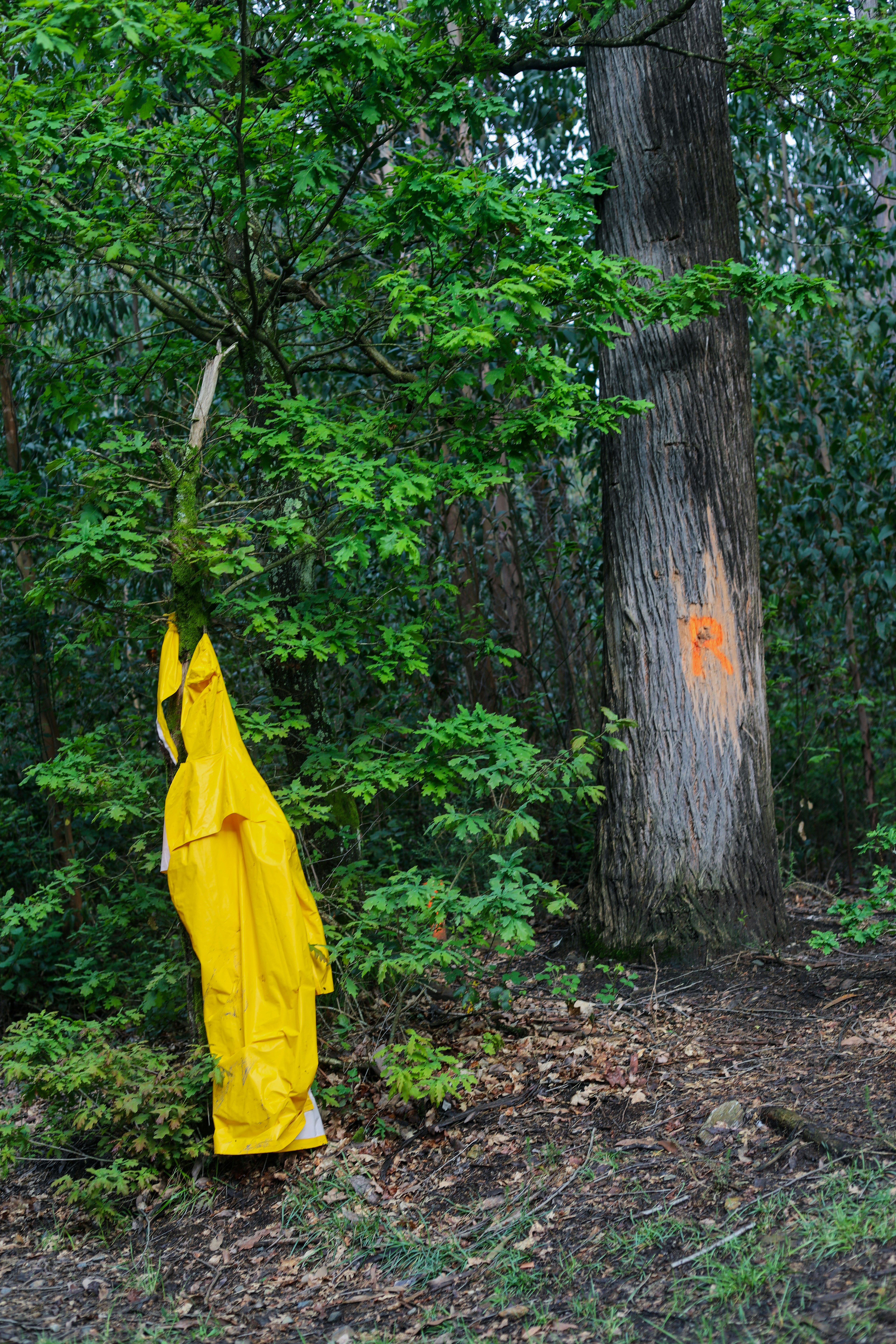 a yellow raincoat hanging from a tree in a forest
