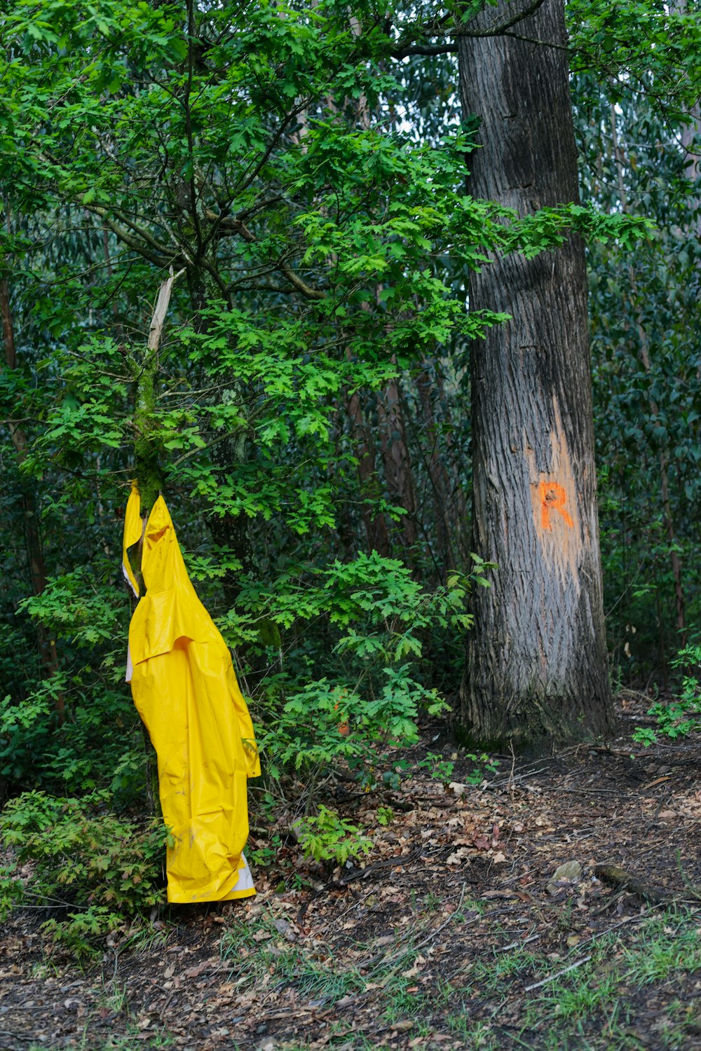 a yellow raincoat hanging from a tree in a forest