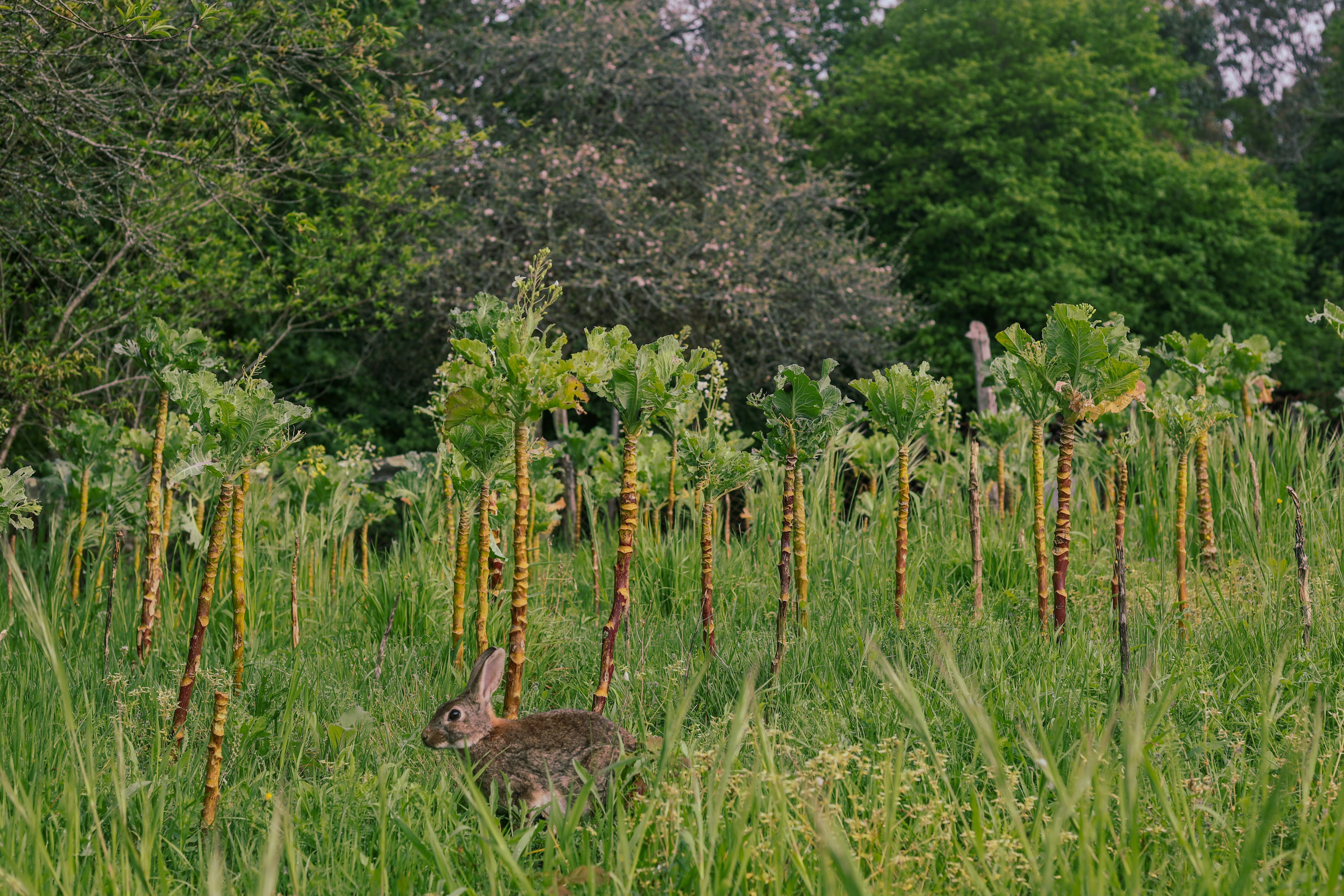 a rabbit is sitting in the tall grass