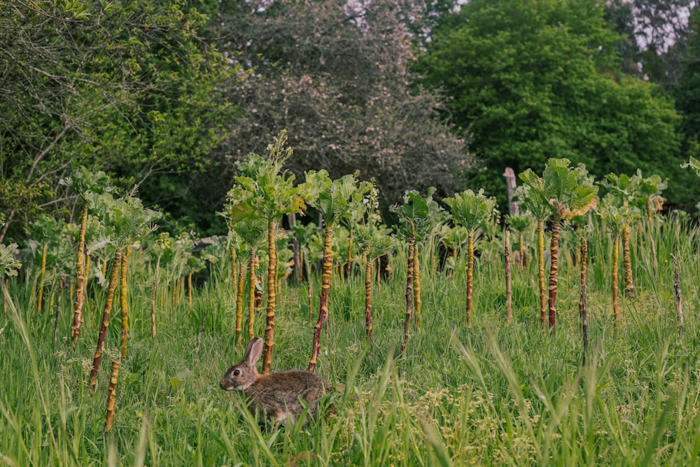 Ein Kaninchen sitzt im hohen Gras