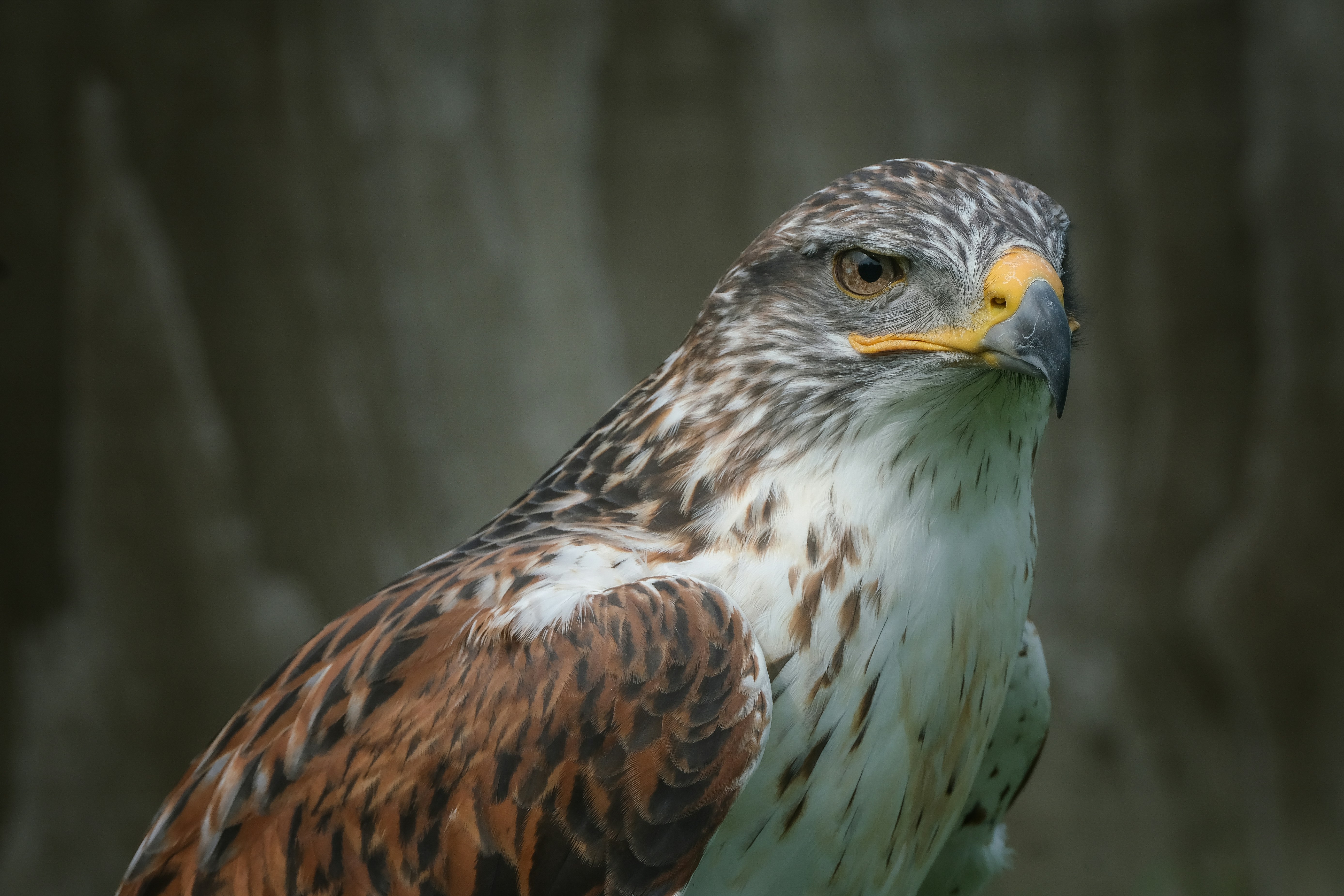 Photo by philrobson100