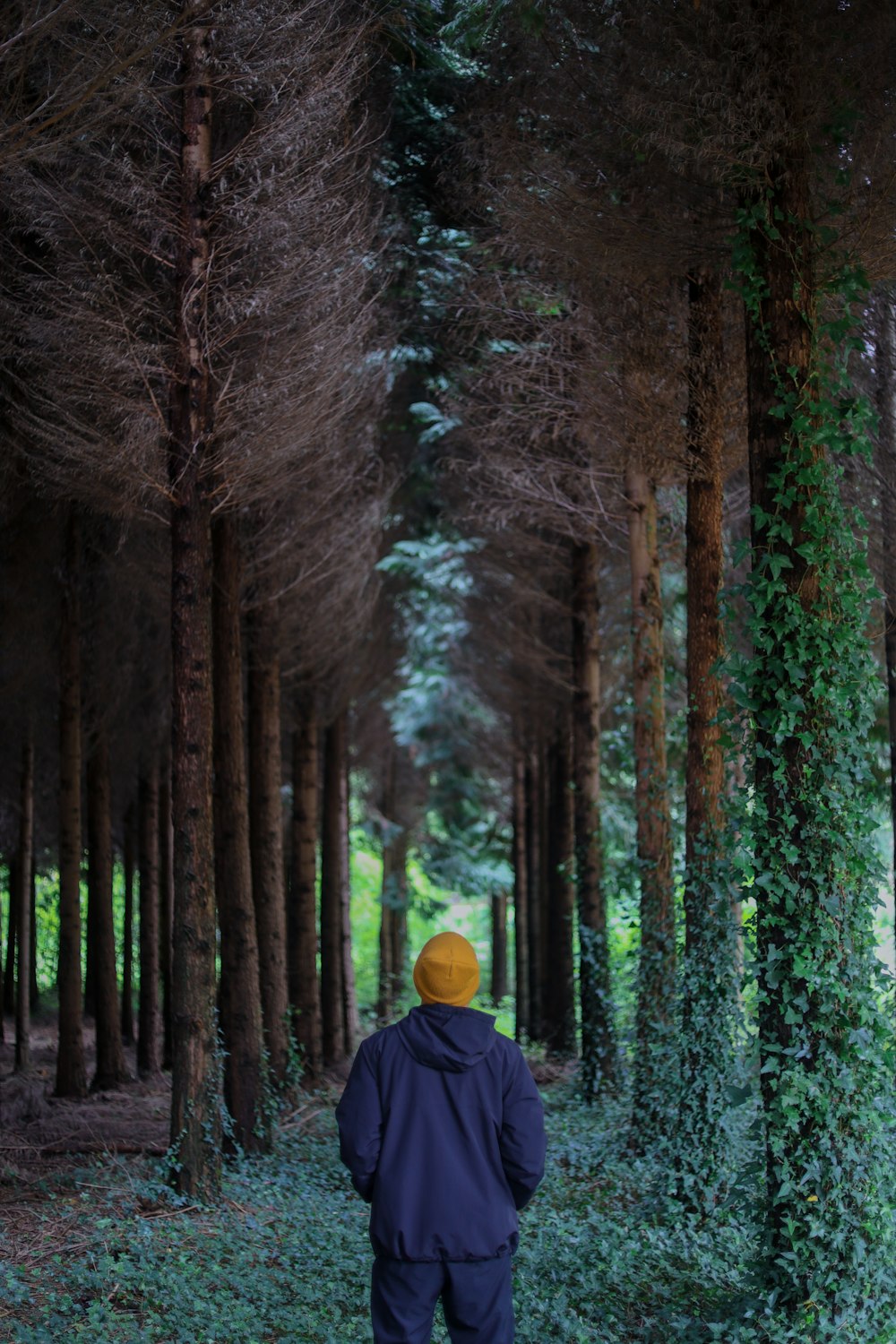 a person in a blue jacket walking through a forest