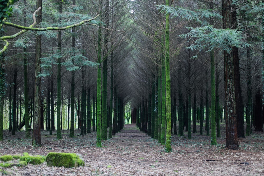 uma floresta cheia de muitas árvores altas