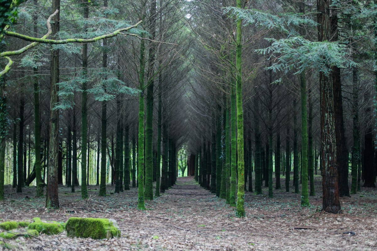 Bosque de árboles altos en Galicia