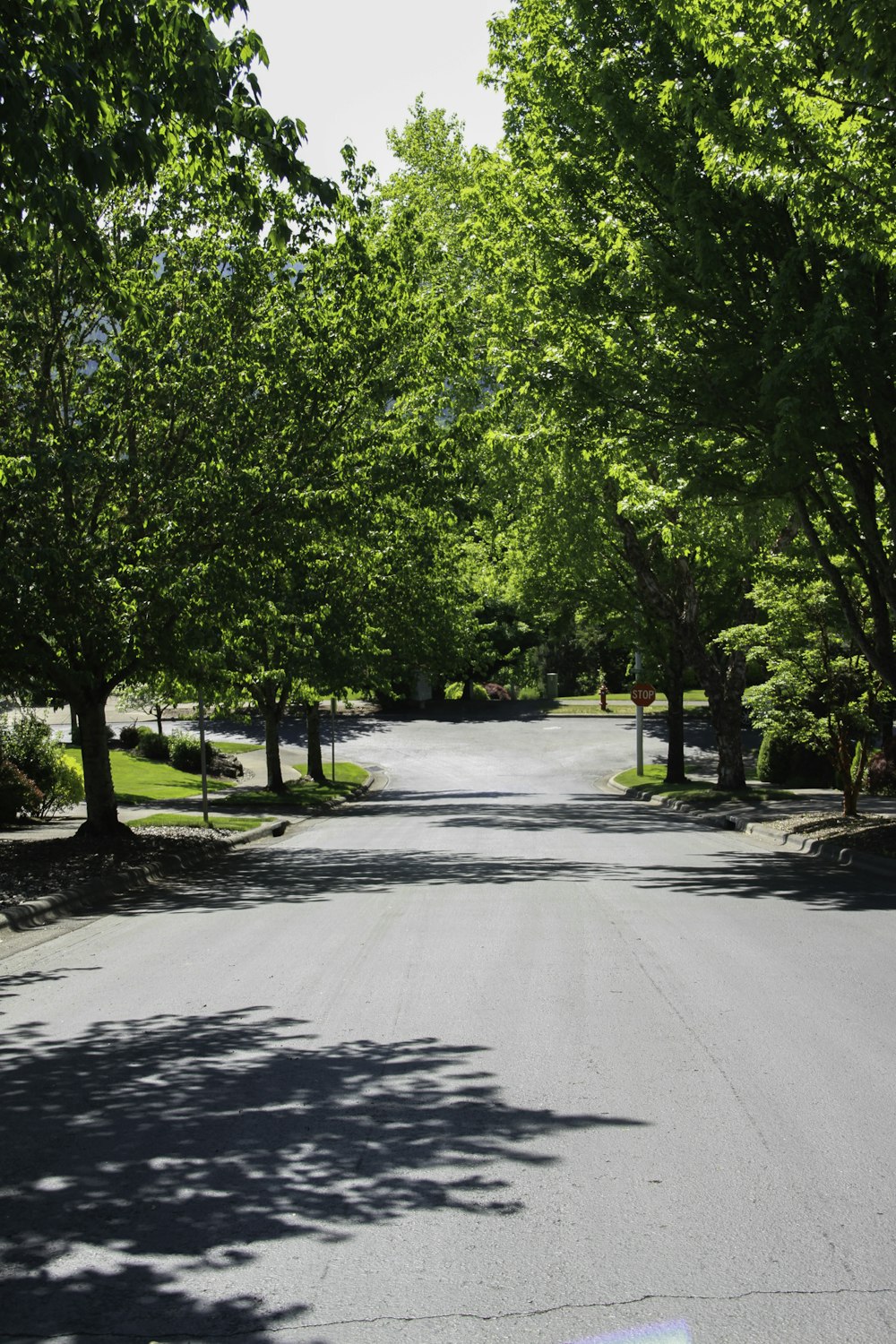 Eine Straße, die von vielen grünen Bäumen gesäumt ist