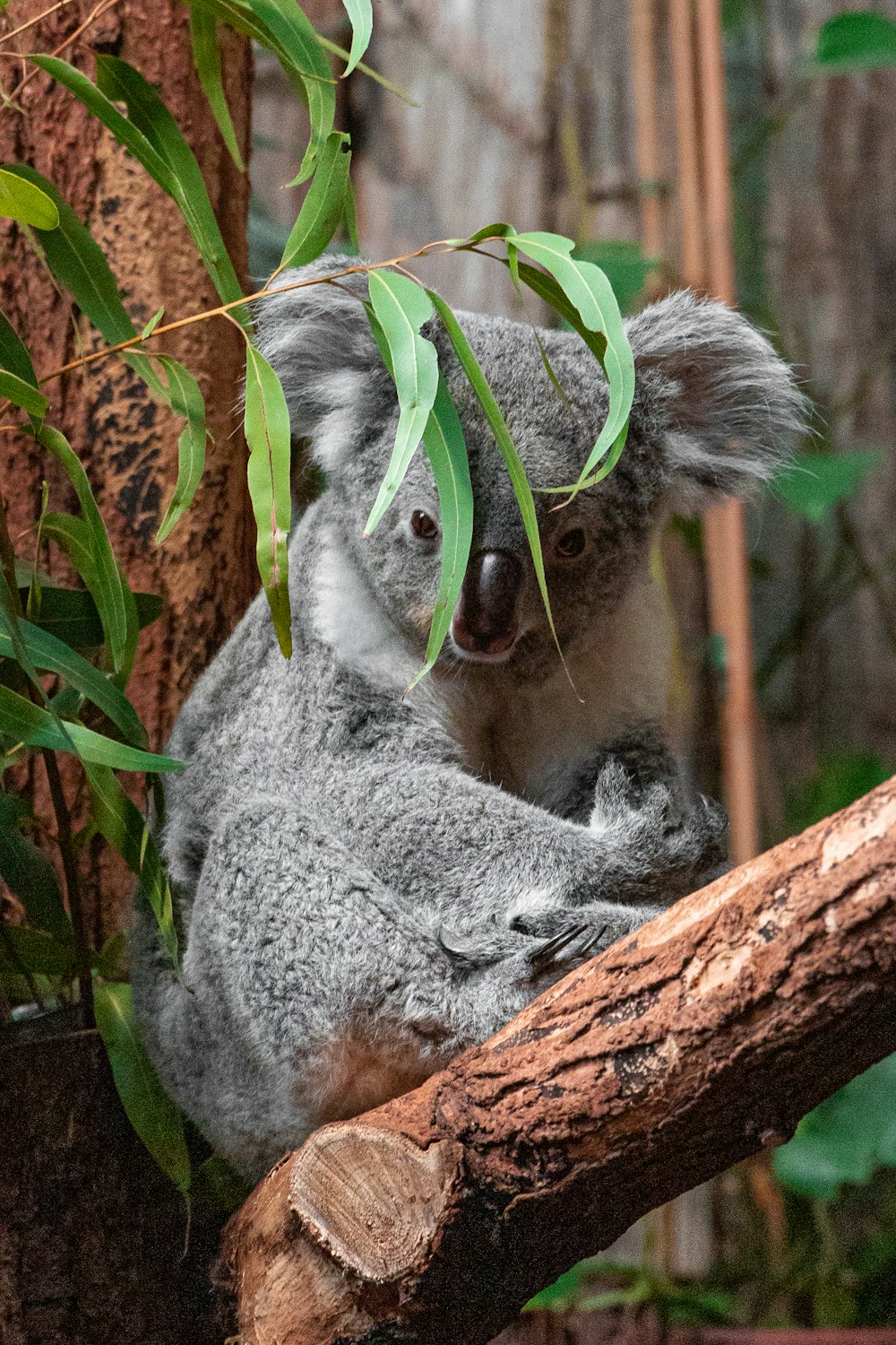 a koala bear sitting on a tree branch