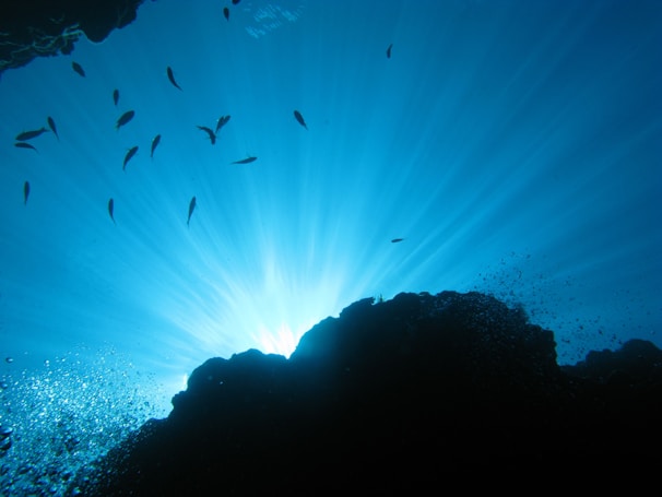 Sunlight piercing through crystal-clear water illuminating a school of shimmering snapper.
