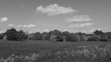 A wide open field with wildflowers and a rustic fence in the foreground.