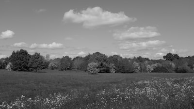 A wide open field with wildflowers and a rustic fence in the foreground.
