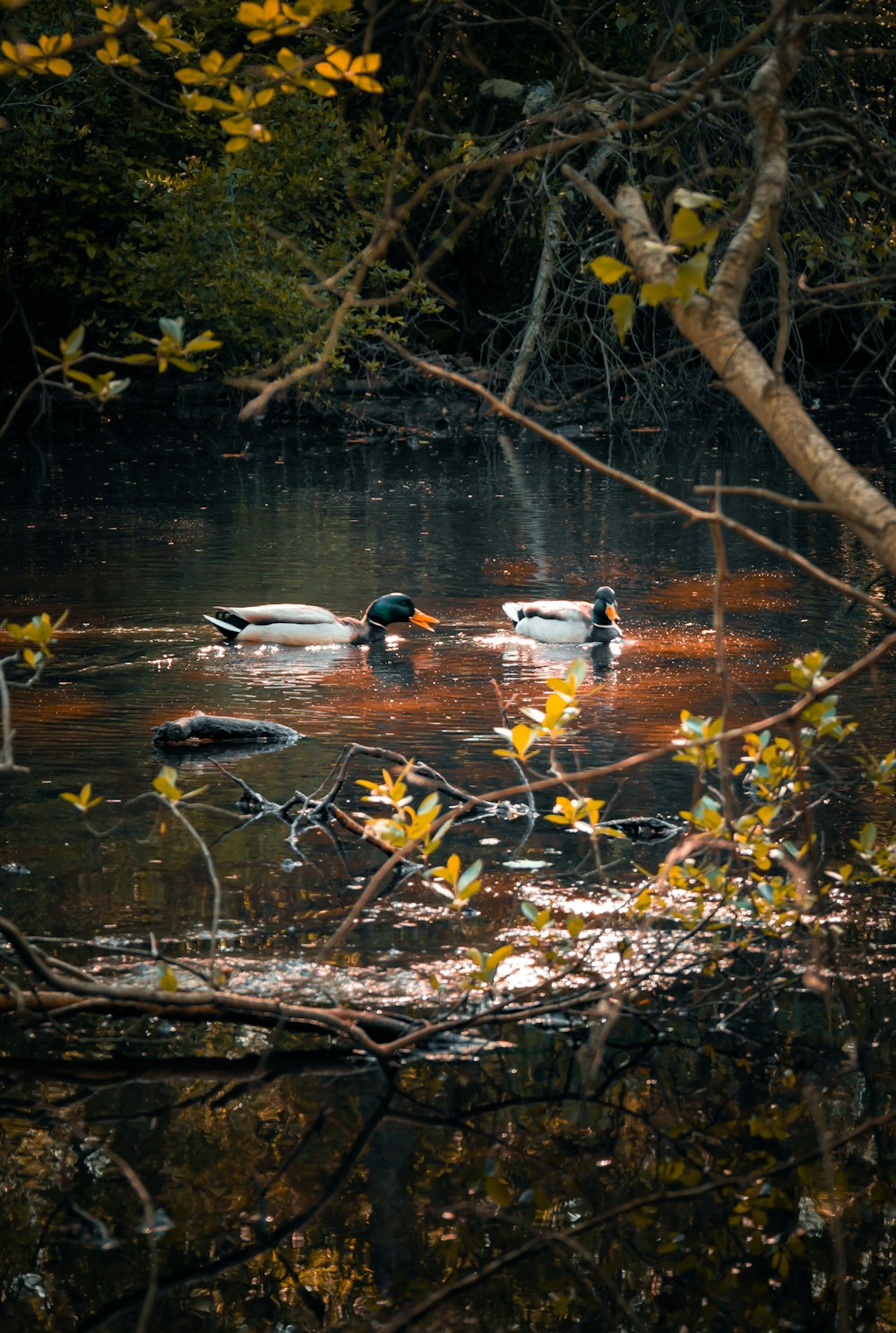 a group of ducks floating on top of a river