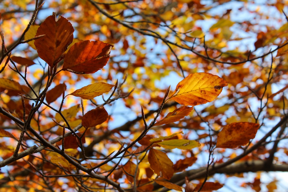 the leaves of a tree are changing colors in the fall