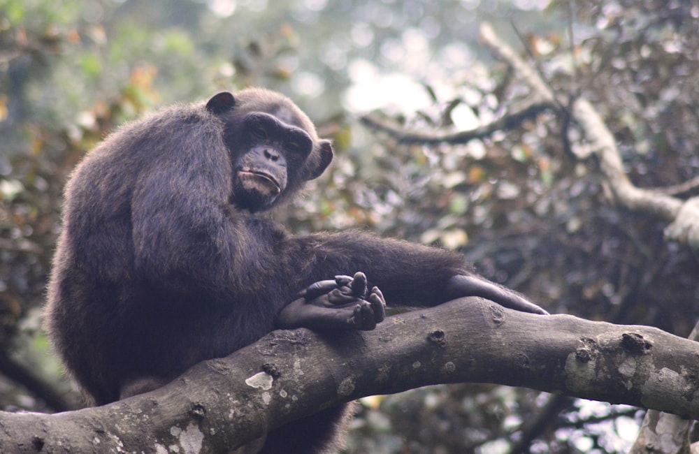 a monkey sitting on top of a tree branch