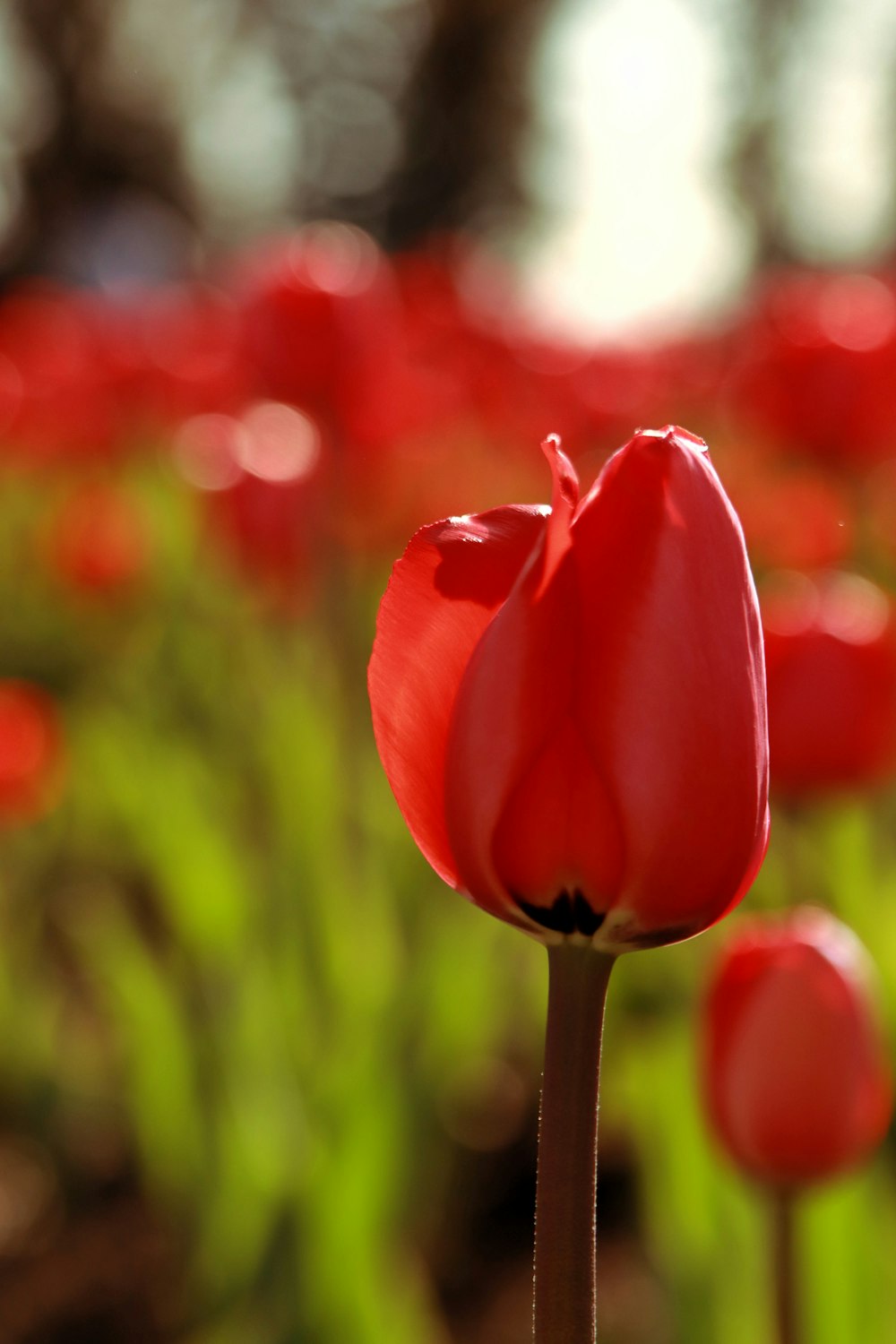 a close up of a single red flower