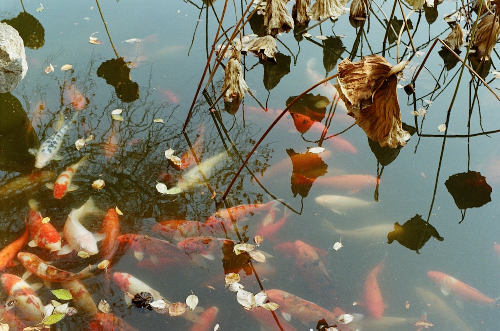 色とりどりの魚がたくさん生い茂る池