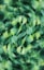 a blurry photo of a bunch of leaves