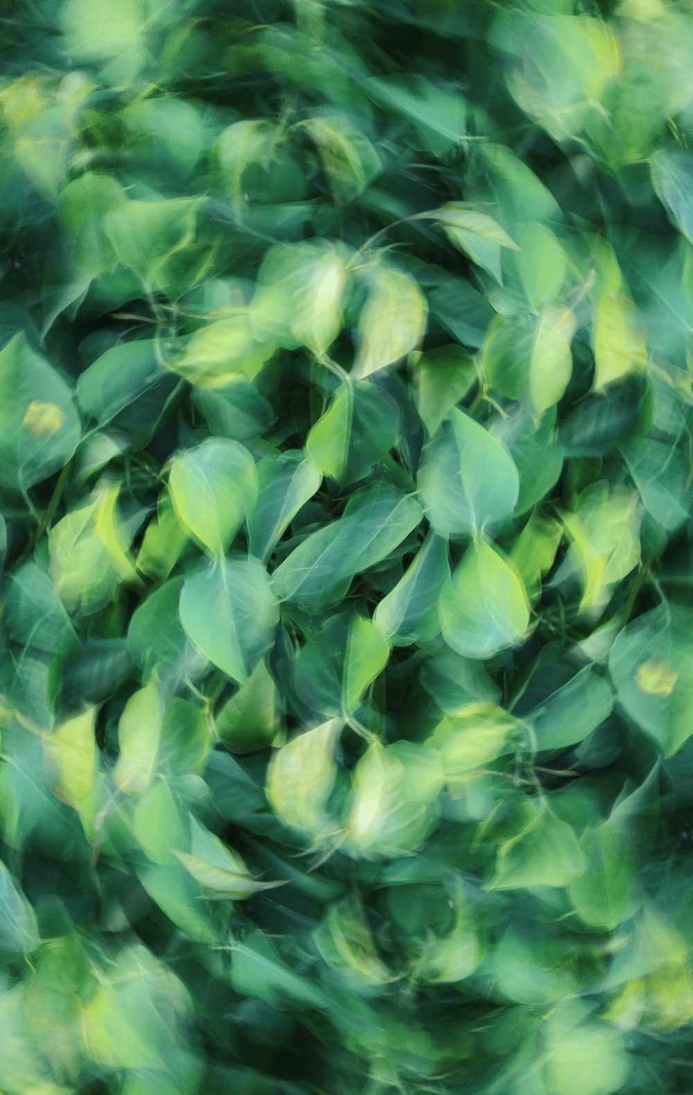 a blurry photo of a bunch of leaves