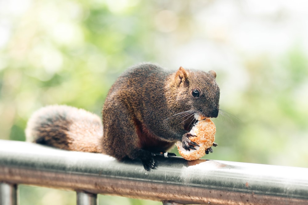 a squirrel eating a donut on a railing
