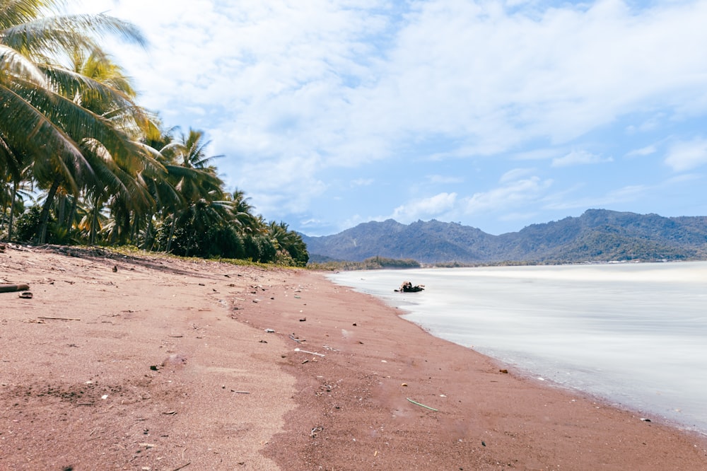 a beach with a boat in the water and palm trees