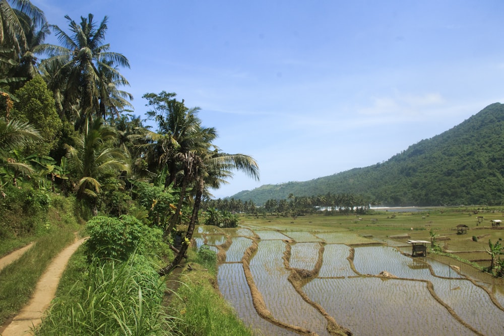 a view of a rice field with mountains in the background