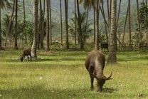Water buffalo graze peacefully in a lush green meadow surrounded by tall coconut trees. The background reveals a mountainous landscape, while a wooden fence can be seen in the distance.