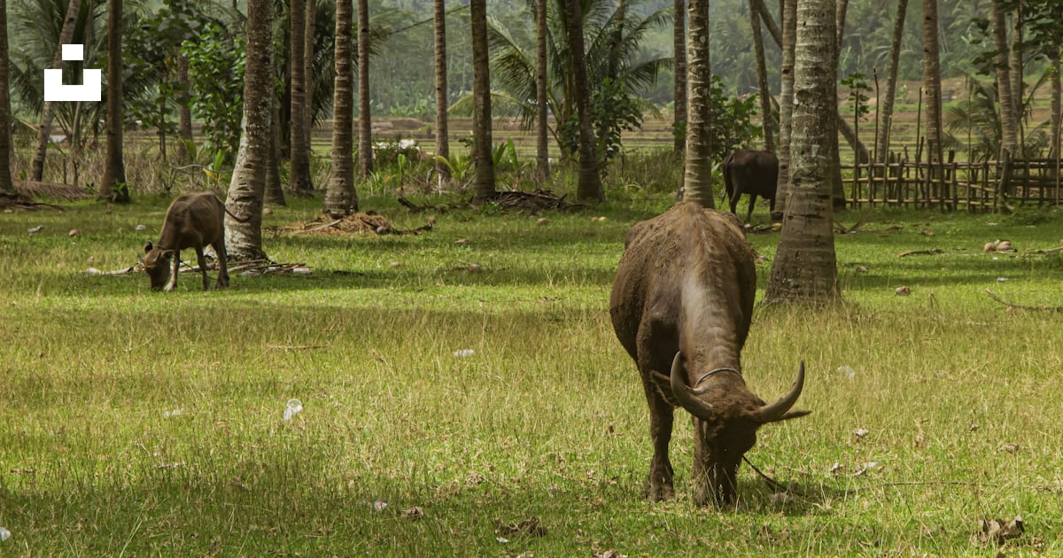 Un par de animales que están parados en la hierba foto – Imagen de Java ...