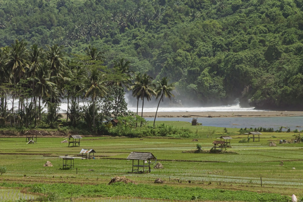 a lush green field next to a forest filled with trees