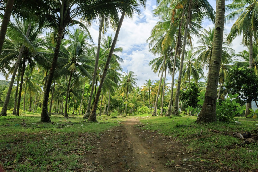a dirt road surrounded by palm trees on a sunny day