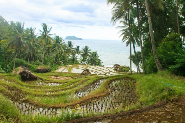 Lush Indonesian jungle landscape with softly lit rice terraces and a hint of coastal horizon.