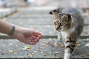 a close up of a person petting a cat