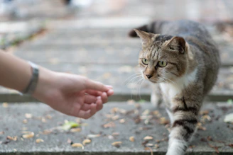 a close up of a person petting a cat