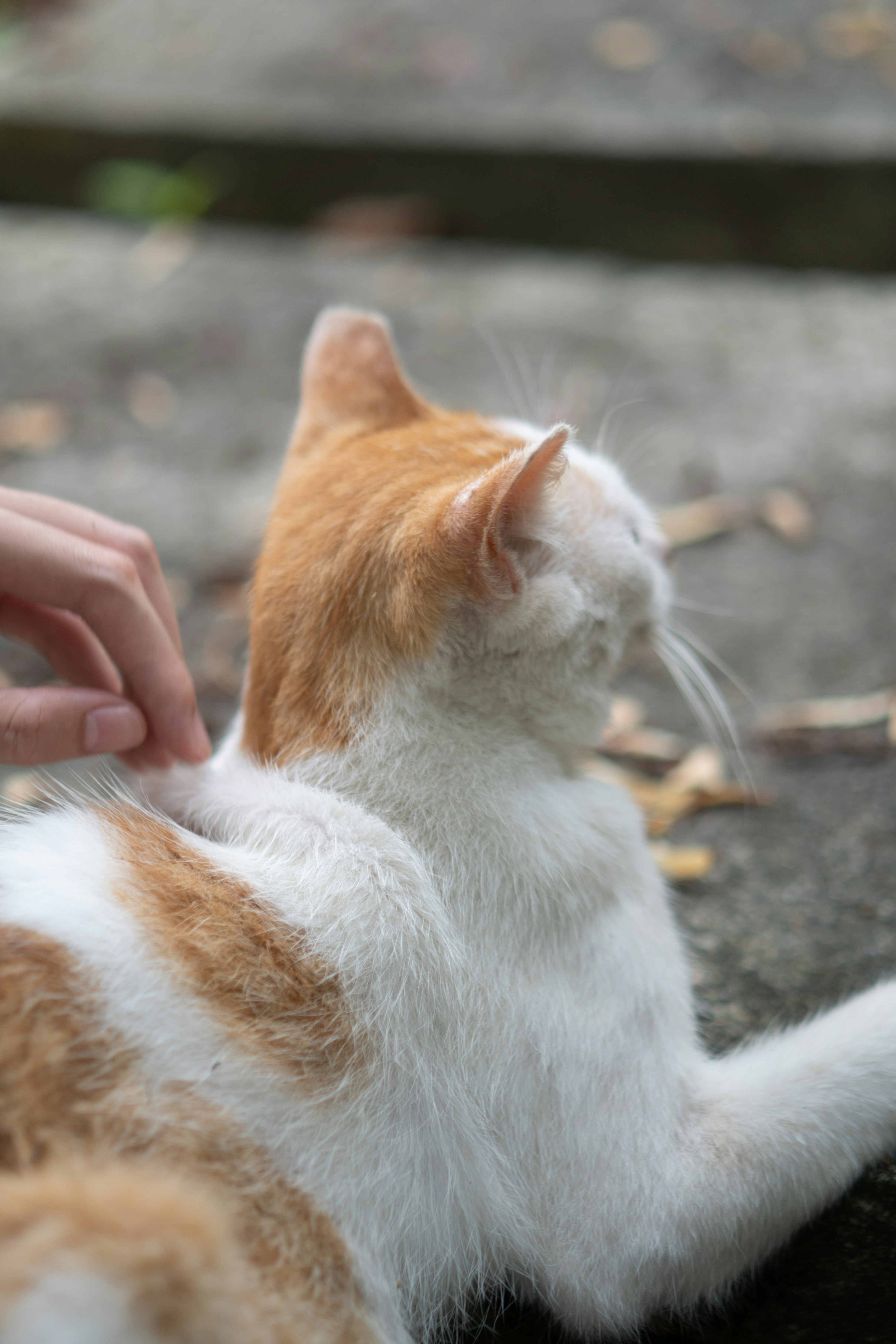 Brush With (Not Against) the Fur (image credits: unsplash)