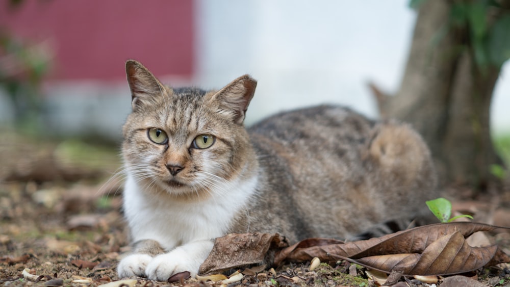 a cat laying on the ground next to a tree