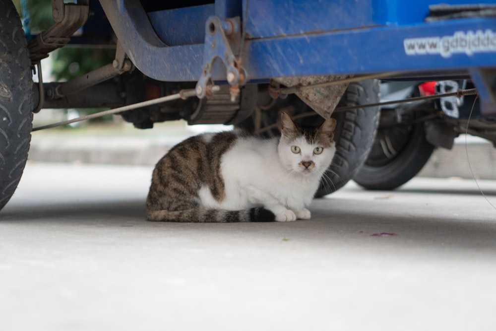 a cat sitting underneath a blue truck on the road