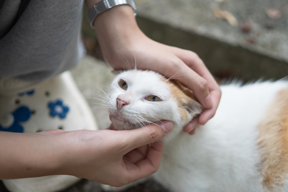 a white and orange cat being petted by a person