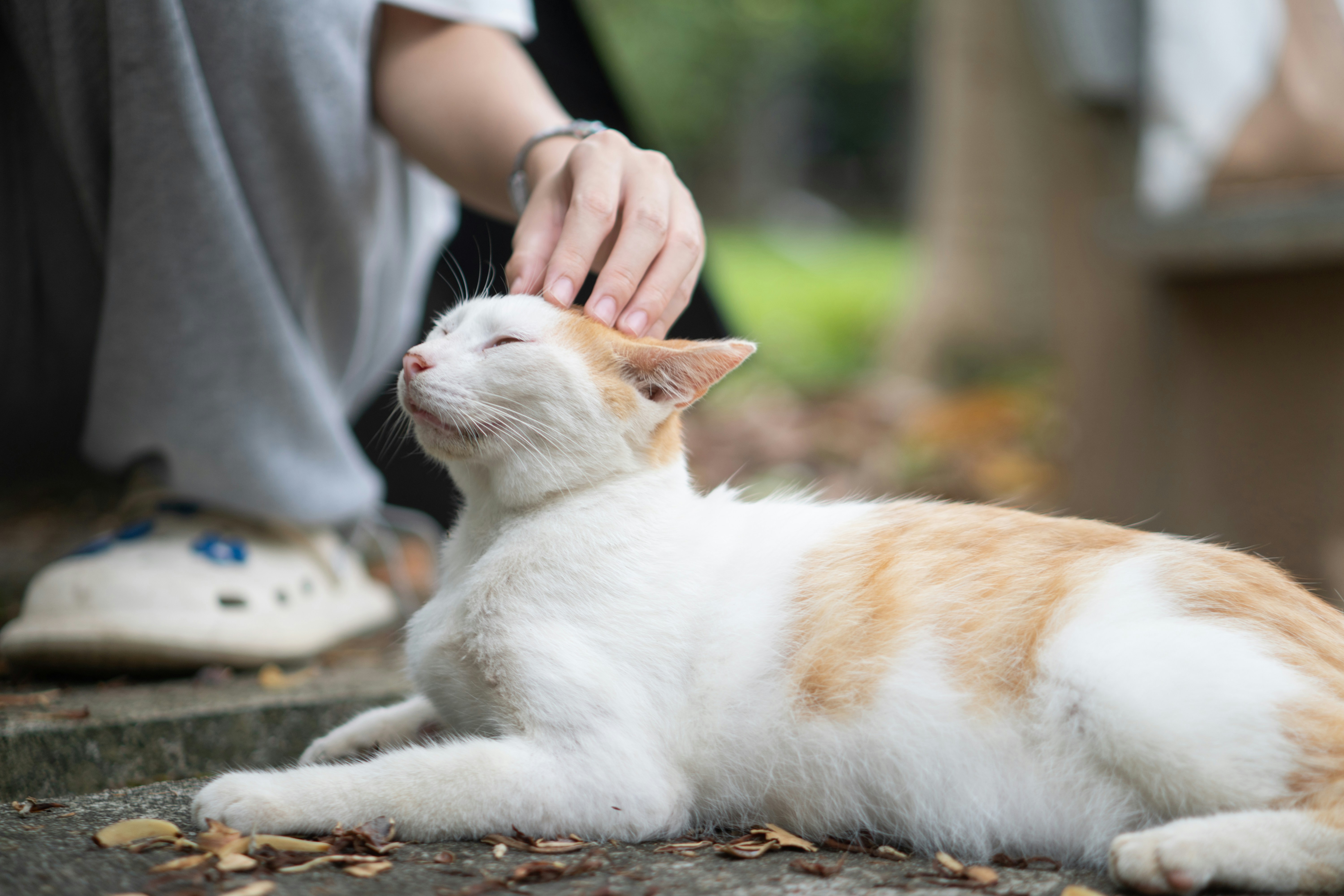 a white and orange cat laying on the ground