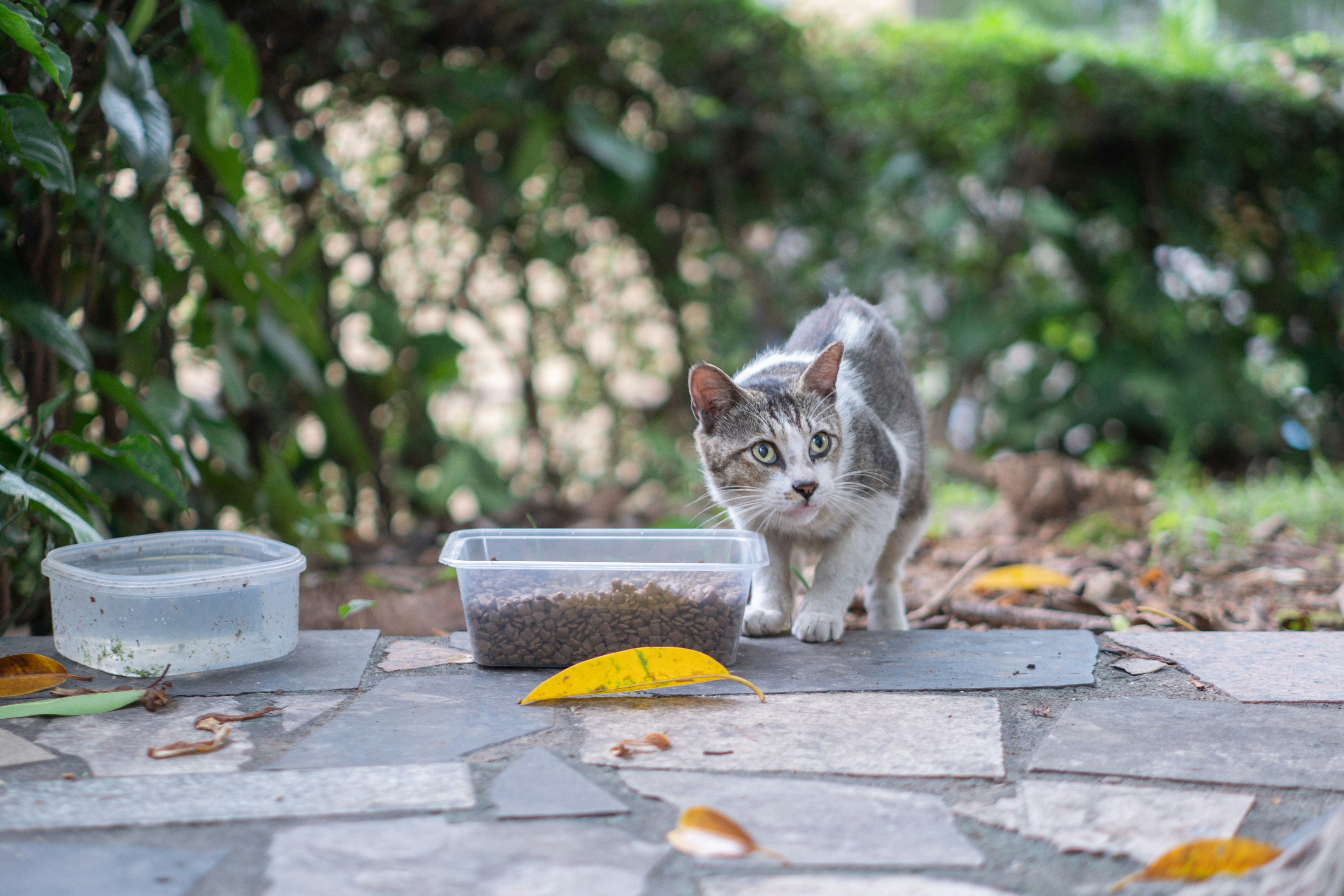 How to Train a Cat to Use Litter Consistently: Complete 2026 Guide
