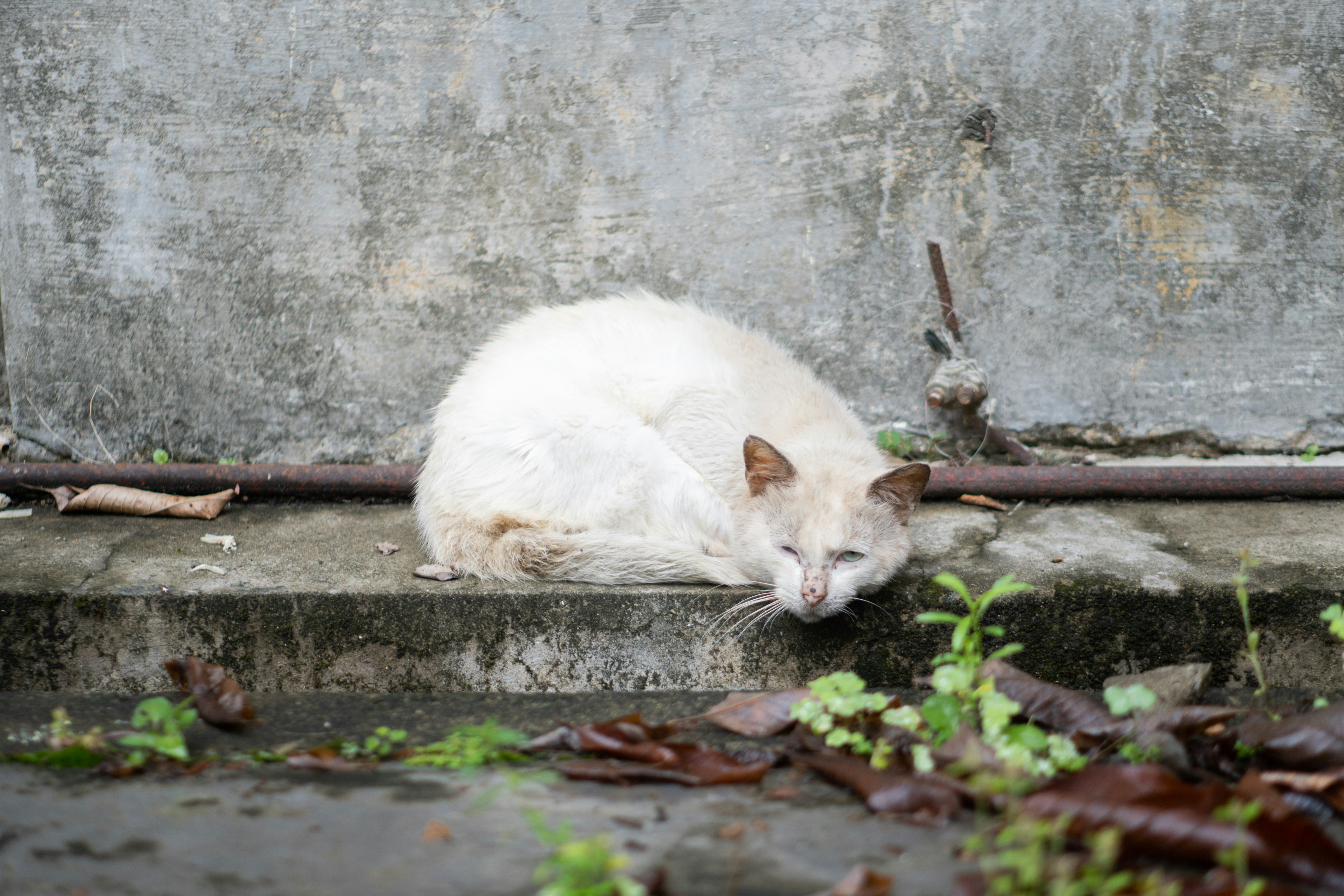 A white cat laying on a concrete step photo – Free Cat Image on Unsplash