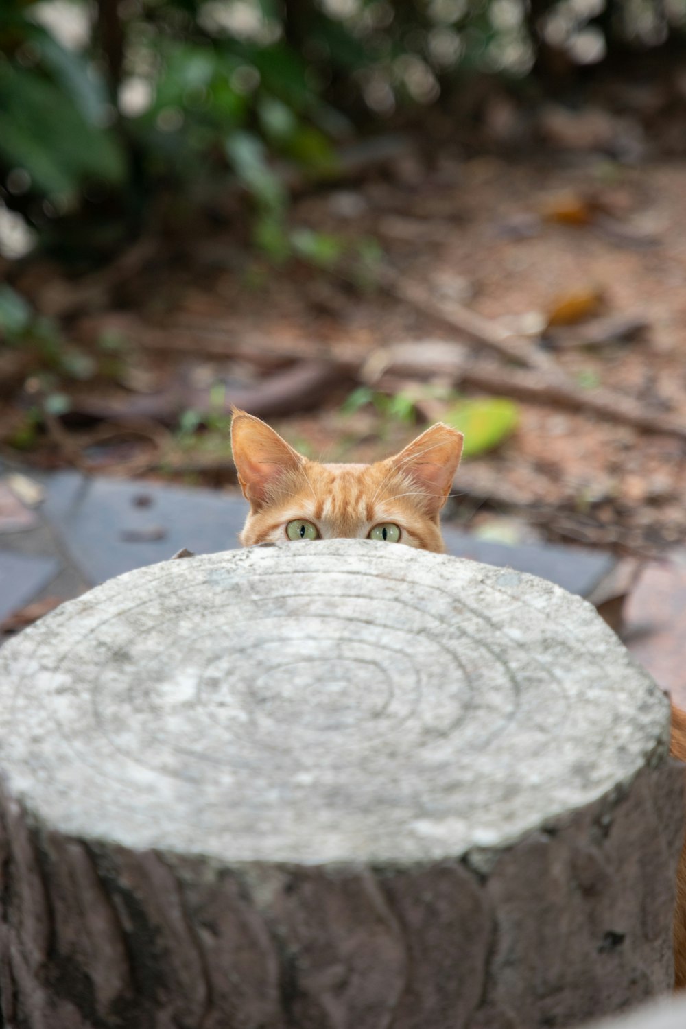 a cat looking over the top of a tree stump